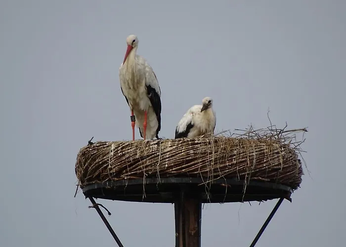 Roer, Aan De Maas Hébergement de vacances Maren-Kessel