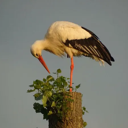 Roer, Aan De Maas